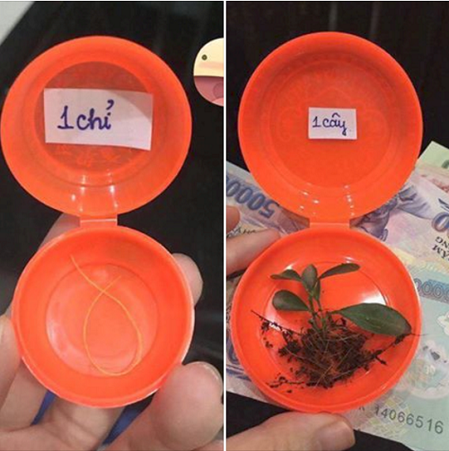 Sính lễ hỏi vợ. Sính lễ hỏi vợ.