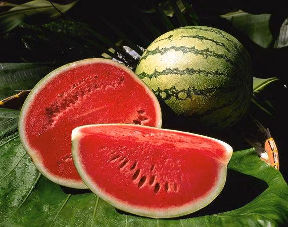 Ăn dưa hấu nhiều nhưng bạn đã biết loại quả này có giống đực và giống cái? - Ảnh 2.