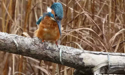 hanh-vi-phoi-kho-moi-bat-thuong-cua-chim-boi-ca-1