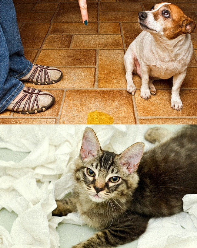 12 điểm khác nhau không thể chối cãi giữa chó và mèo ảnh 10 12 điểm khác nhau không thể chối cãi giữa chó và mèo ảnh 10