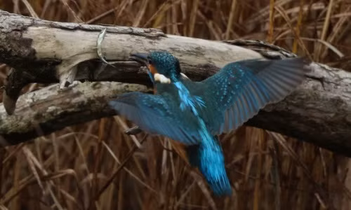 Hành vi phơi khô mồi bất thường của chim bói cá 