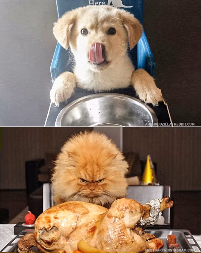 12 điểm khác nhau không thể chối cãi giữa chó và mèo ảnh 6