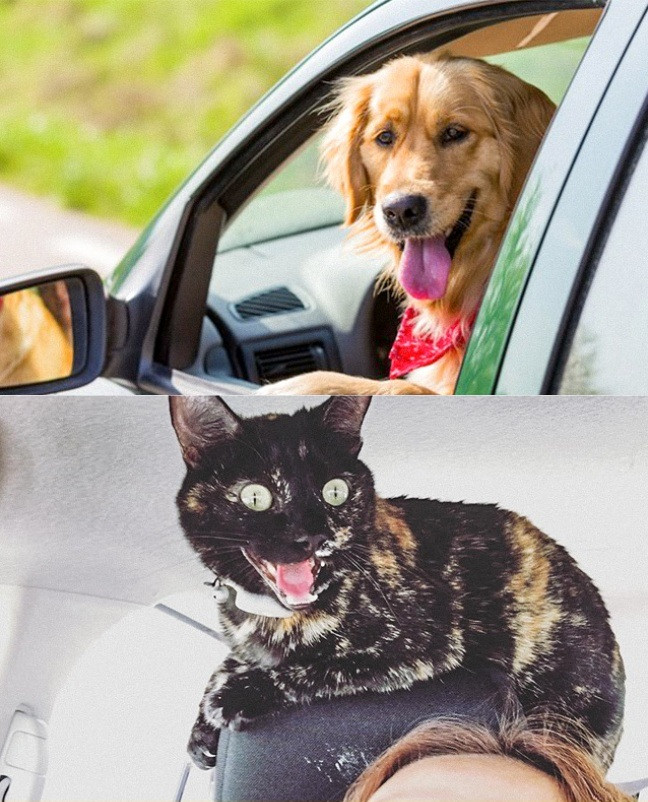 12 điểm khác nhau không thể chối cãi giữa chó và mèo ảnh 5 12 điểm khác nhau không thể chối cãi giữa chó và mèo ảnh 5