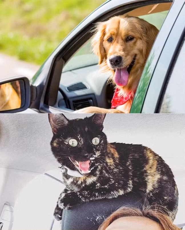 12 điểm khác nhau không thể chối cãi giữa chó và mèo ảnh 5