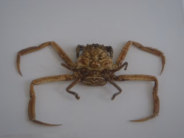 Loài cua kỳ lạ có mai giống hệt khuôn mặt người - Ảnh 2.