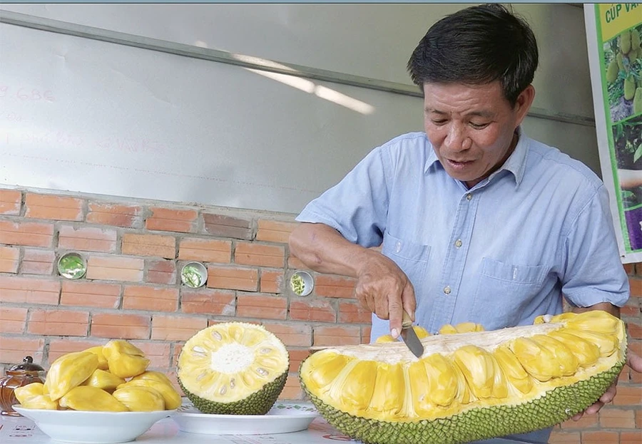 Ông Sơn bên trái mít nghệ do chính ông lai tạo giống có múi vàng ươm, dày, thơm, ngọt,...