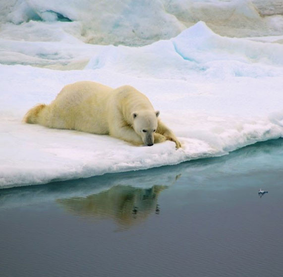 nhung buc anh "doc" chung minh dong vat cung biet... suy tu hinh 7