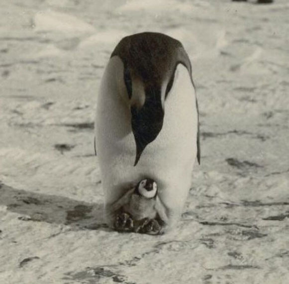 nhung buc anh "doc" chung minh dong vat cung biet... suy tu hinh 6