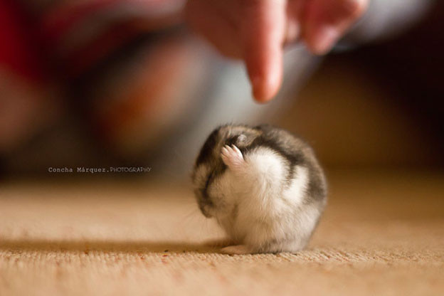 nhung buc anh "doc" chung minh dong vat cung biet... suy tu hinh 3