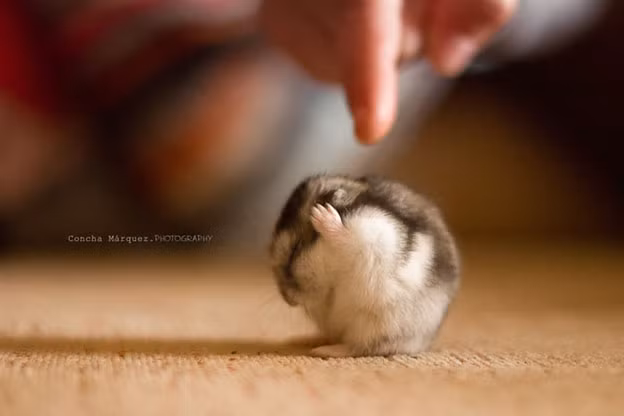 nhung buc anh "doc" chung minh dong vat cung biet... suy tu hinh 3