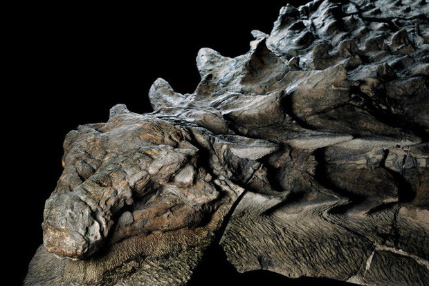 Đây cũng là một loài khủng long ăn cỏ có nhiều gai nhọn và là họ hàng của khủng long Ankylosaur.
