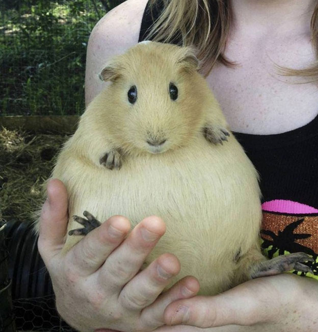 nhung buc anh "doc" chung minh dong vat cung biet... suy tu hinh 9