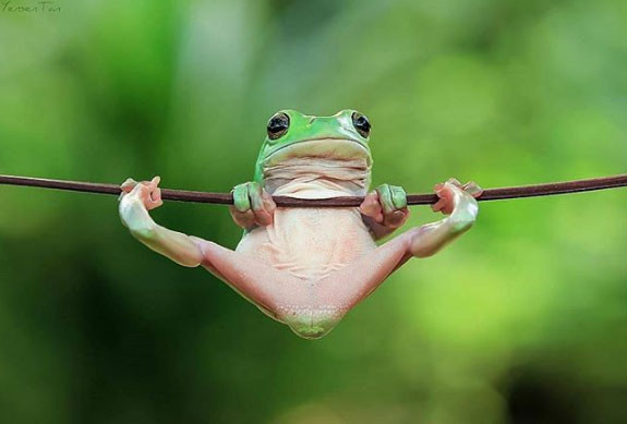 nhung buc anh "doc" chung minh dong vat cung biet... suy tu hinh 4