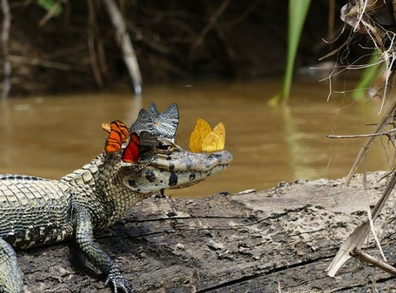 nhung buc anh "doc" chung minh dong vat cung biet... suy tu hinh 2