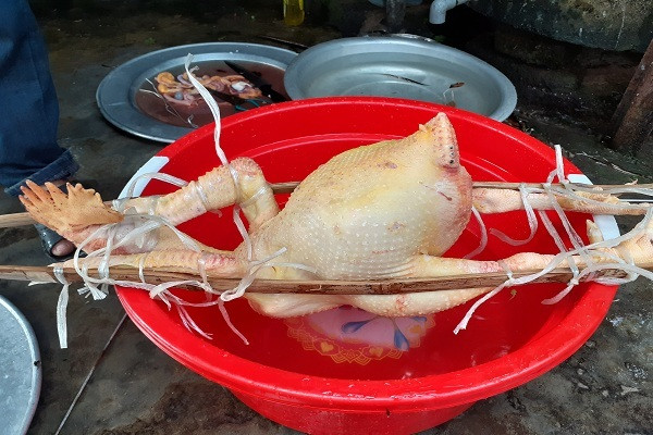 Gà được tạo thế đứng trước khi đưa vào nồi luộc. Độc đáo
