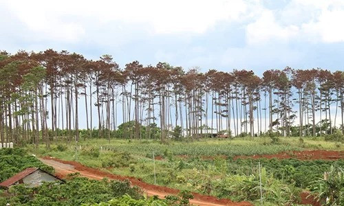 Khu rừng thông bị đầu độc. Ảnh:Khánh Hương. 
