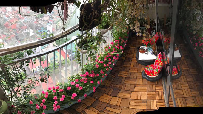 Góc ban công ngập hoa nhà chị Thúy. Cây hồng cổ lớn nhanh như thổi nhờ được chăm bằng thịt, sữa và đậu phụ - 5