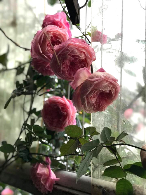 Trước khi trồng, chị Thúy trộn đất với tỷ lệ: một đất, một trùn quế và hai vốc trấu hoặc xơ dừa. Sau khi đưa cây vào bồn và để ổn định vài hôm, chị cắt hết nụ và hoa rồi tưới nước khoảng nửa tháng. Trong thời gian cây ổn định rễ, chị không bón phân đề phòng cây chết. Cây hồng cổ lớn nhanh như thổi nhờ được chăm bằng thịt, sữa và đậu phụ - 3