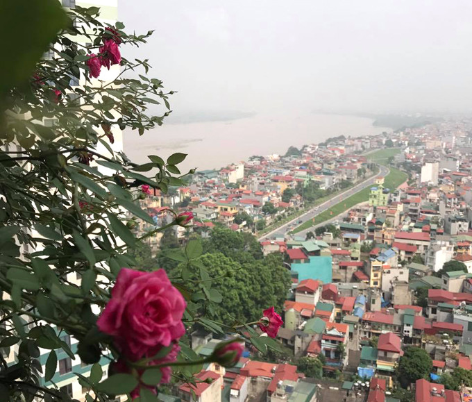 "Tôi thường không bón gì mà chỉ cho 5 quả chuối chín cả vỏ vùi dưới gốc hoặc đậu phụ 4-5 bìa bóp nát rắc gốc rồi phủ đất. Hai loại này thay đổi nhau khoảng 1-2 lần/tháng.Ngoài ra thỉnh thoảng con uống sữa thừa, tôi cũng hoà loãng tưới cho cây hoặc nước vo gạo. Một năm tôi cũng bổ sung cho cây khoảng hai lạng thịt bò hoặc thịt lợn chôn góc chậu", chị Thúy nói. Nhờ cách chăm sóc này, cây hồng nhà chị Thúy sau một năm đã to, khỏe và lớn gấp ba những cây cùng lứa được trồng trong khu vườn dưới mặt đất. Cây hồng cổ lớn nhanh như thổi nhờ được chăm bằng thịt, sữa và đậu phụ