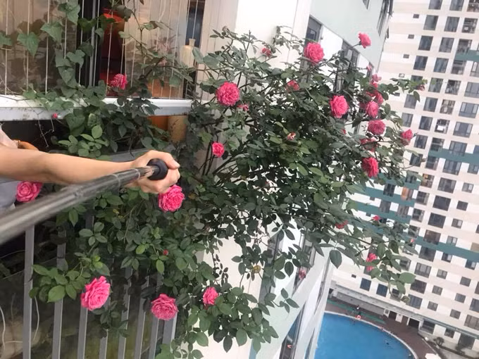 Cây hồng cổ lớn nhanh như thổi nhờ được chăm bằng thịt, sữa và đậu phụ - 2