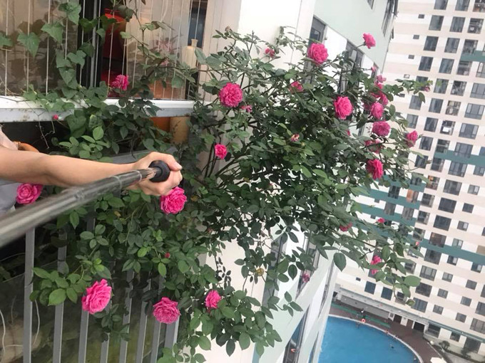Hoa trồng ngoài ban công, nơi gia đình hay ngồi thư giãn, nên chị Thúy tìm hiểu cách bón hữu cơ, thay vì sử dụng các loại phân hóa học ảnh hưởng tới trẻ nhỏ. Cây hồng cổ lớn nhanh như thổi nhờ được chăm bằng thịt, sữa và đậu phụ - 2