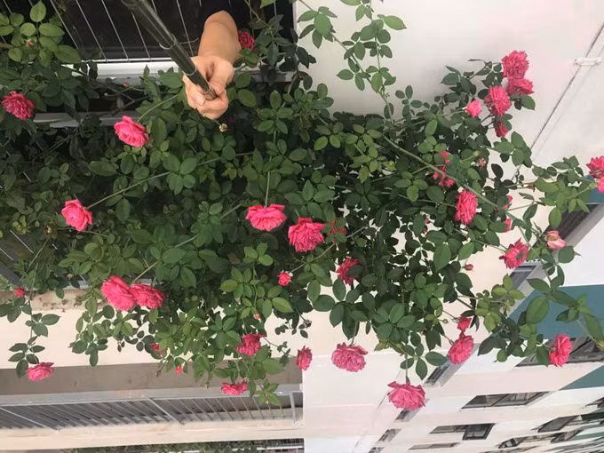 Cây hồng cổ lớn nhanh như thổi nhờ được chăm bằng thịt, sữa và đậu phụ - 1