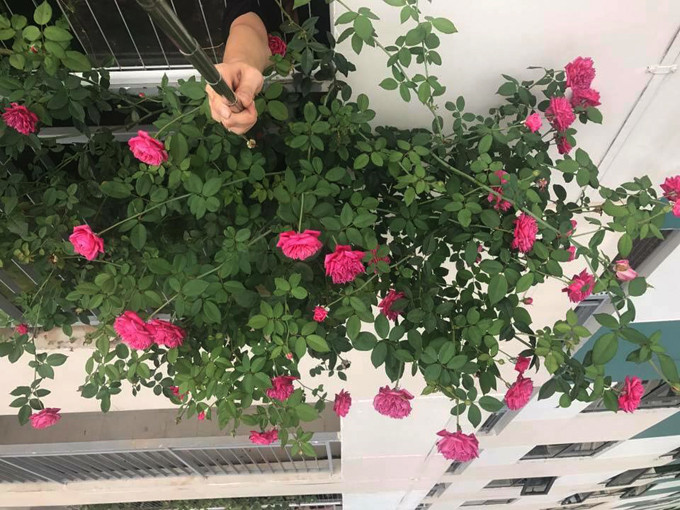 Chơi hoa hồng đã 8 năm qua, chị Thúy luôn tự mày mò, sáng chế cách chăm sóc và cung cấp chất dinh dưỡng cho chúng. Theo chị, chăm cây cũng như chăm con người và chỉ cần để tâm là cây không phụ. Cây hồng cổ lớn nhanh như thổi nhờ được chăm bằng thịt, sữa và đậu phụ - 1