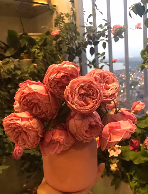 Cây hồng cổ lớn nhanh như thổi nhờ được chăm bằng thịt, sữa và đậu phụ - 4