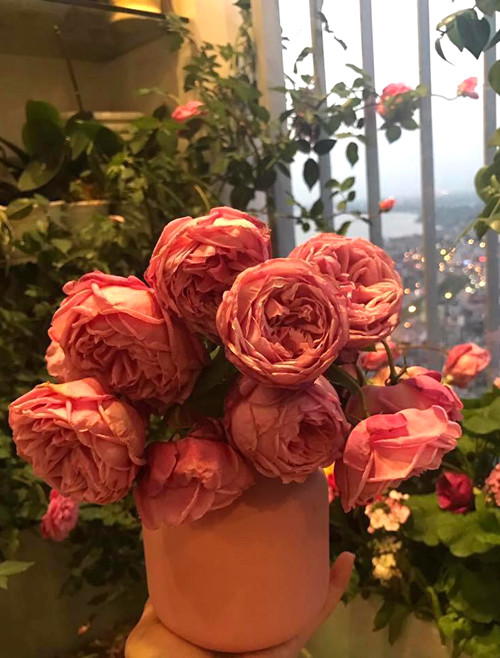 Căn hộ nhà chị Thúy hướng chính Bắc, gió to nhưng nắng không tới mặt hoa. Chị luôn giữ cho cây thoáng nước, ăn đủ đồ tươi nhưng đảm bảo không mốc. "Tôi cũng mất nhiều công để ý cây, chăm sóc không quá cầu kỳ nhưng đảm bảo dinh dưỡng bằng cảm nhận của bản thân", chị Thúy cho hay. Cây hồng cổ lớn nhanh như thổi nhờ được chăm bằng thịt, sữa và đậu phụ - 4