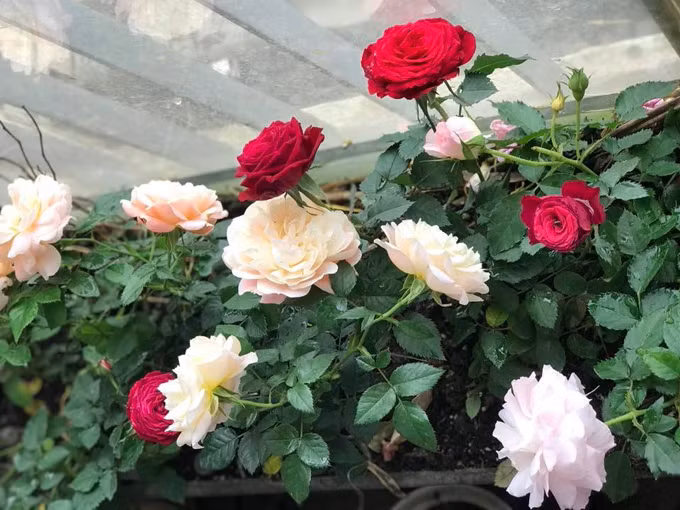 Cây hồng cổ lớn nhanh như thổi nhờ được chăm bằng thịt, sữa và đậu phụ - 6