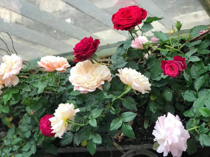 Mùa này độ ẩm cao, chị khuyên những người yêu hoa hồng không nên tưới cũng như cung cấp quá nhiều dinh dưỡng cho cây. Cây hồng cổ lớn nhanh như thổi nhờ được chăm bằng thịt, sữa và đậu phụ - 6