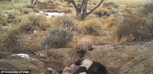 Ra cái vẻ sống tình nghĩa, chồn béo một mình đào hố chôn xác bò khổng lồ - Ảnh 1.