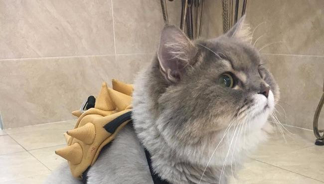 Em mèo béo như khủng long tẩm bột nhưng suốt ngày nũng nịu đeo ba lô cute