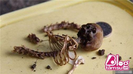 phat-hien-hai-cot-thien-than-nho-gay-xon-xao-du-luan-blogtamsu3