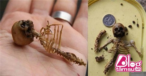 phat-hien-hai-cot-thien-than-nho-gay-xon-xao-du-luan-blogtamsu1