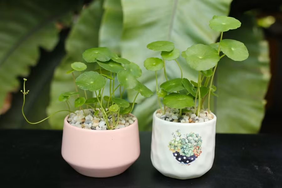 12 con giáp trồng cây phong thủy nào để vượng tài phát lộc? ảnh 6