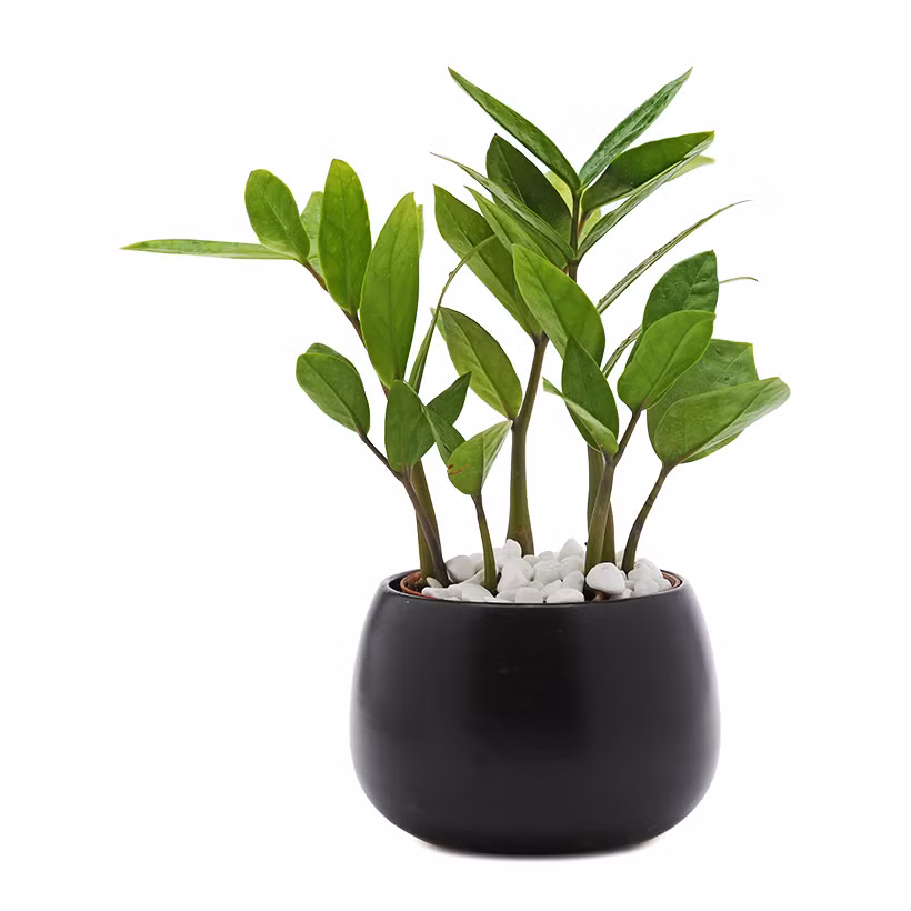 12 con giáp trồng cây phong thủy nào để vượng tài phát lộc? ảnh 1