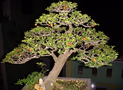 12 con giáp trồng cây phong thủy nào để vượng tài phát lộc? ảnh 11