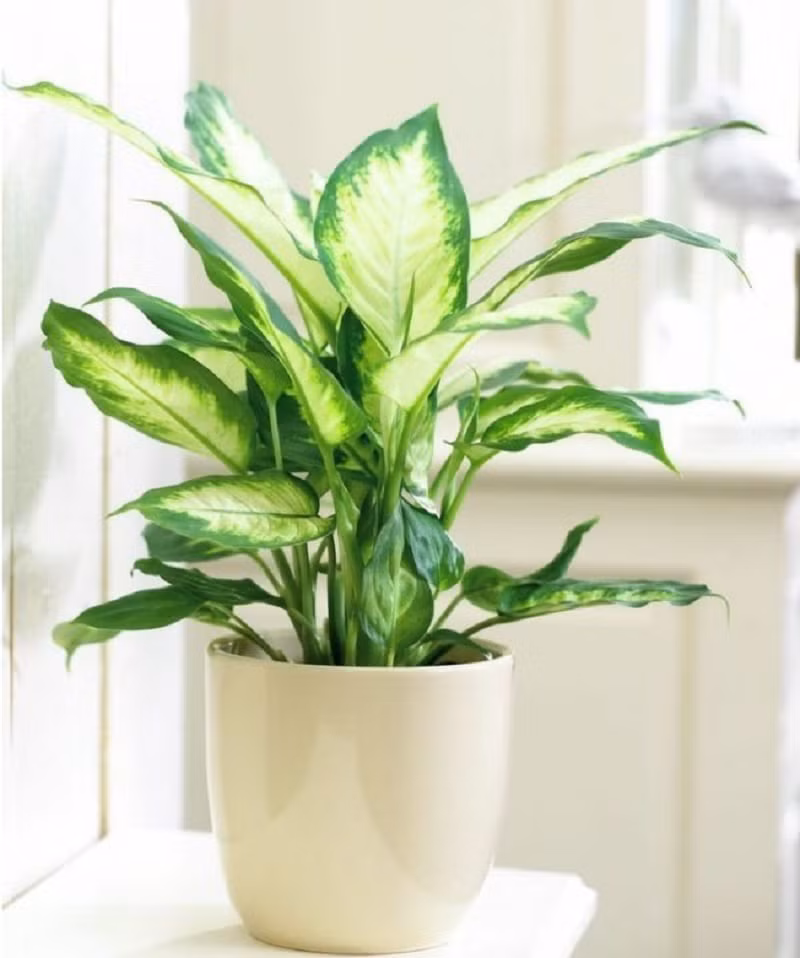 12 con giáp trồng cây phong thủy nào để vượng tài phát lộc? ảnh 5