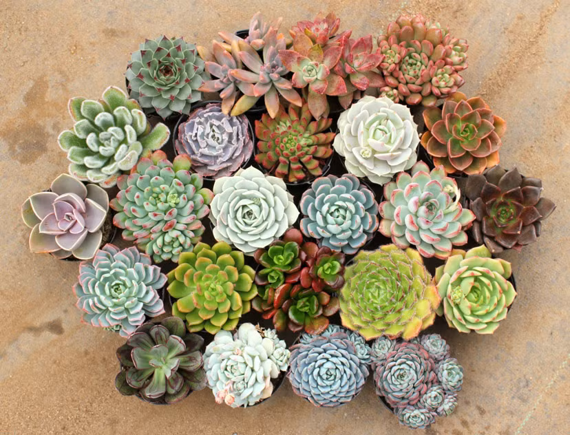 12 con giáp trồng cây phong thủy nào để vượng tài phát lộc? ảnh 9