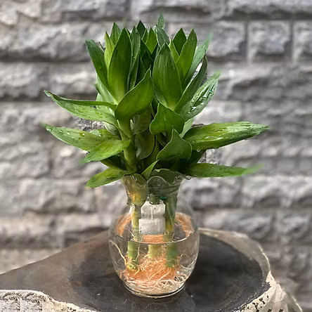 12 con giáp trồng cây phong thủy nào để vượng tài phát lộc? ảnh 4