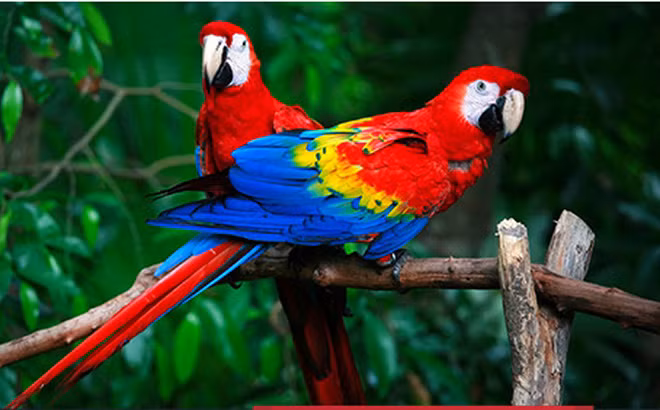 Truyện cười: Không còn nghi ngờ gì nữa!