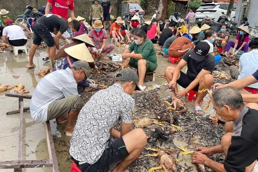 Già, trẻ, gái, trai ai nấy đều xắn tay áo làm thịt gà. Già, trẻ, gái, trai ai nấy đều xắn tay áo làm thịt gà.