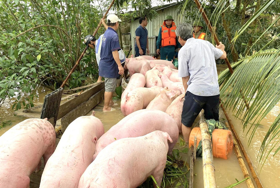 Đàn lợn của gia đình ông Quảng được đưa lên bè để di dời ra ngoài. Đàn lợn của gia đình ông Quảng được đưa lên bè để di dời ra ngoài.