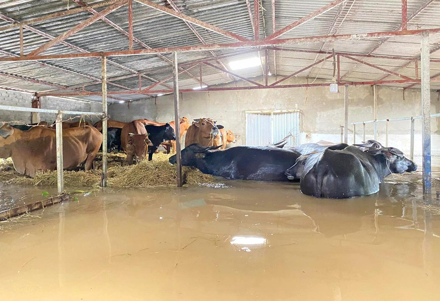 Trang trại trâu, bò vẫn bị ngập trong biển nước. Trang trại trâu, bò vẫn bị ngập trong biển nước.