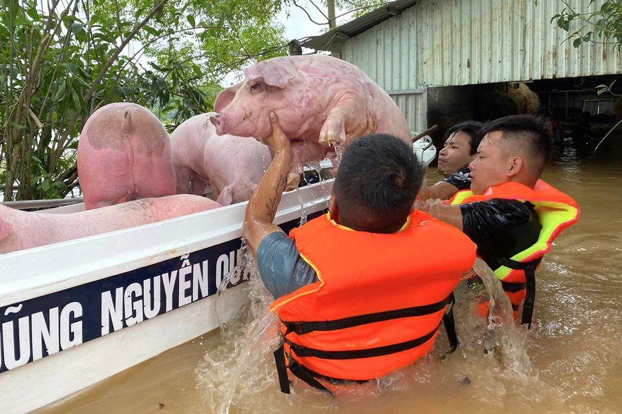 Đàn lợn được đưa lên xuồng ca nô của một nhóm thiện nguyện. Đàn lợn được đưa lên xuồng ca nô của một nhóm thiện nguyện.