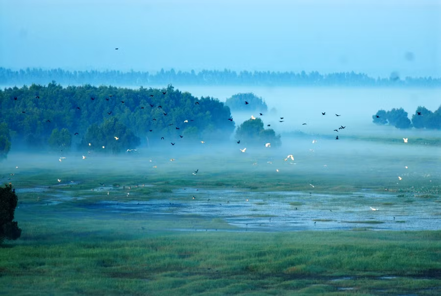 Buổi sáng ở Vườn quốc gia Tràm Chim.