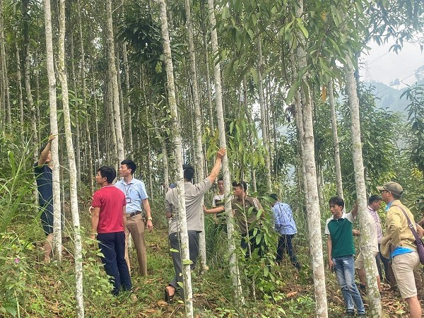 Người dân xã Nậm Vì, huyện Mường Nhé tham quan, học hỏi kinh nghiệm trồng Quế tại huyện Văn Yên, Yên Bái. Người dân xã Nậm Vì, huyện Mường Nhé tham quan, học hỏi kinh nghiệm trồng Quế tại huyện Văn Yên, Yên Bái.