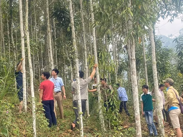 Người dân xã Nậm Vì, huyện Mường Nhé tham quan, học hỏi kinh nghiệm trồng Quế tại huyện Văn Yên, Yên Bái.
