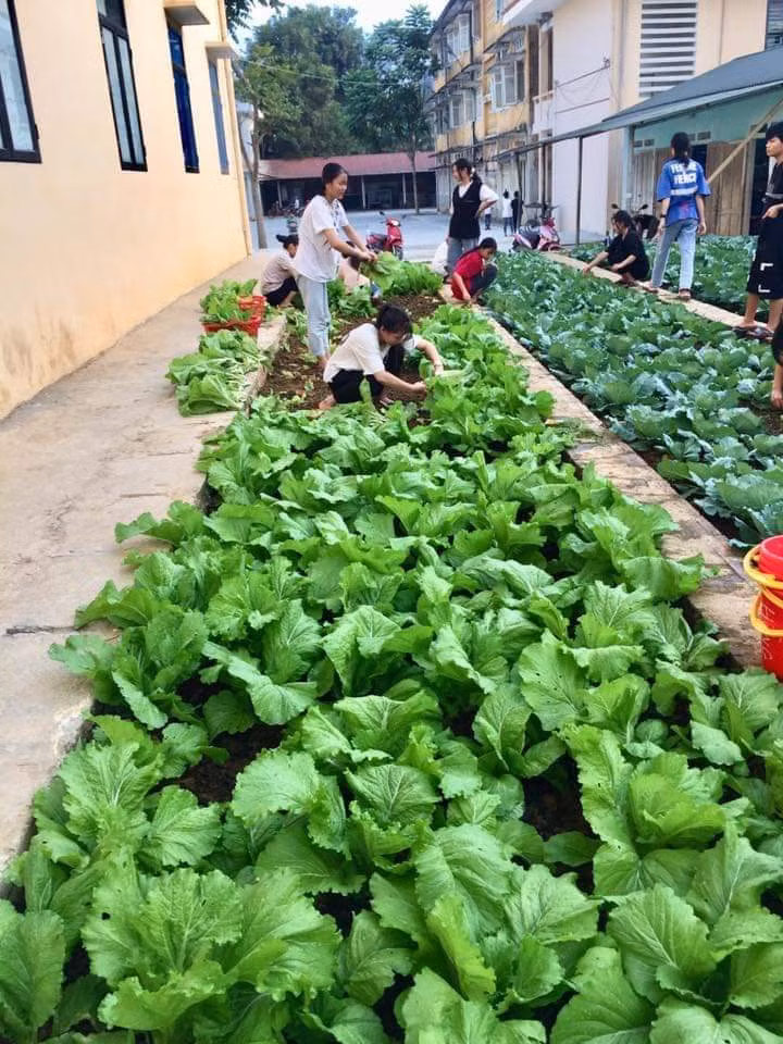 Các em học sinh tích cực chăm sóc rau sau giờ học